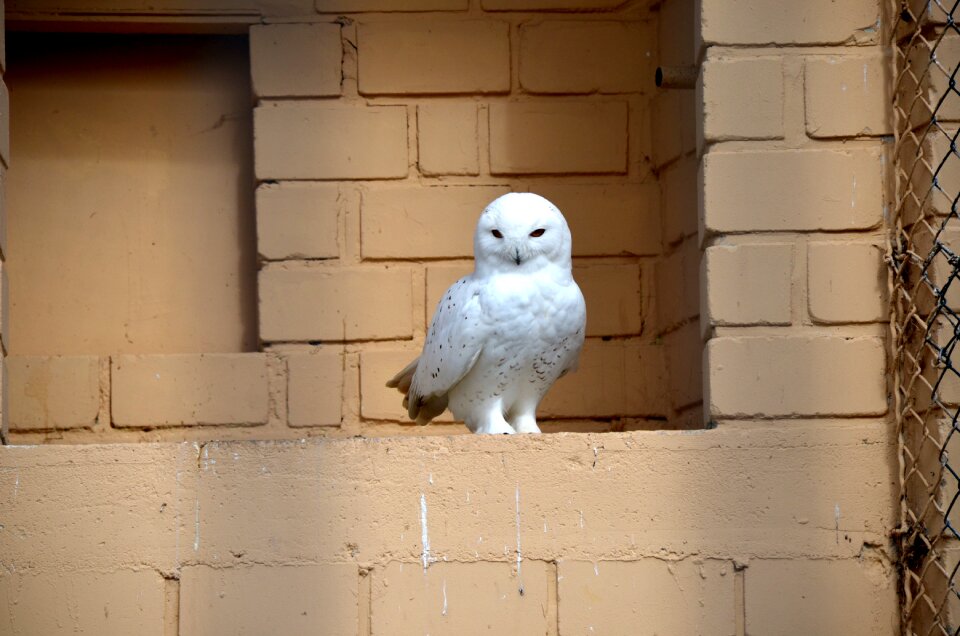 Enclosure animal white