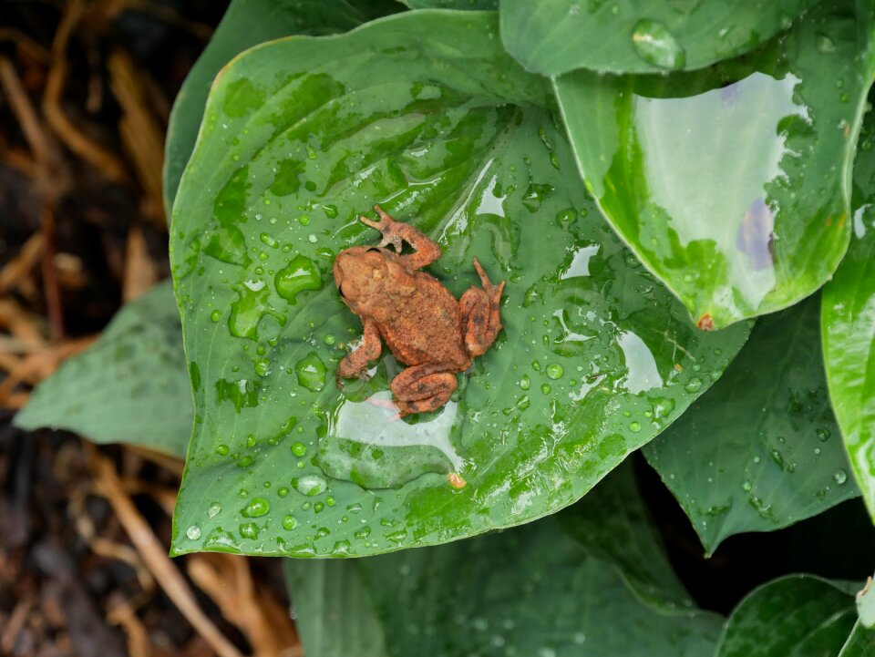 Toad animal world animal