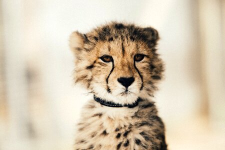 Baby leopard cheetah