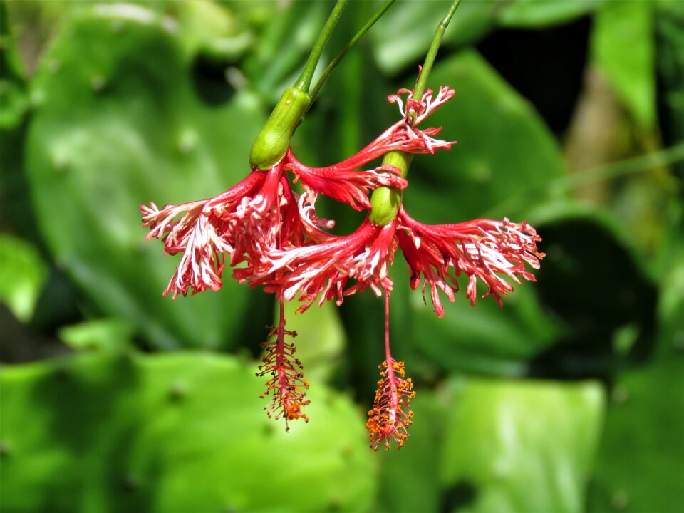 Hanging flowers red flower tropical flower
