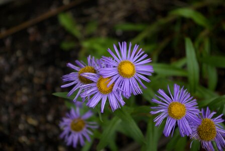 Flower purple daisy