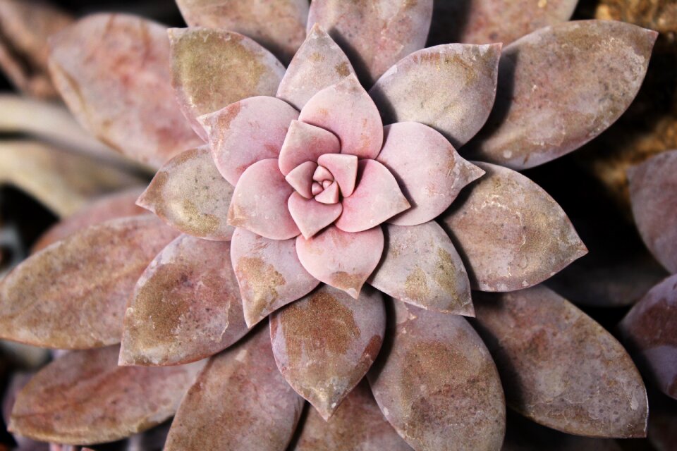 Natural plant design