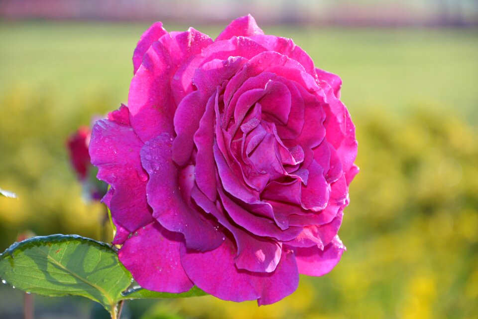 Petals nature garden