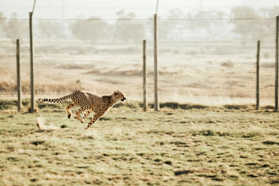 Leopard running outdoor