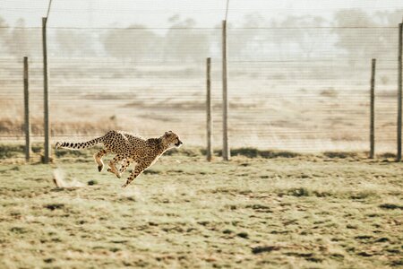 Leopard running outdoor