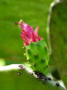 Cactus flower pink flower tropical flower
