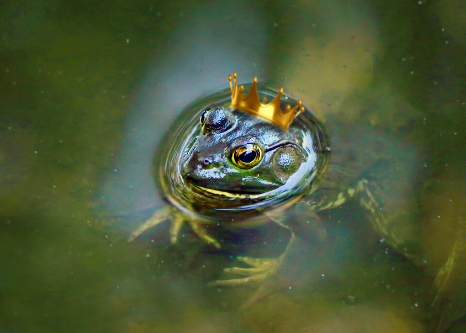 Pond animal toad