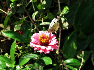 Butterfly butterfly on flower pink flower photo