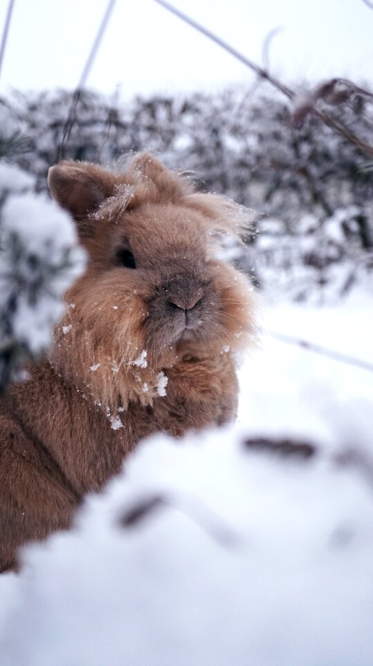 Nature animal cold