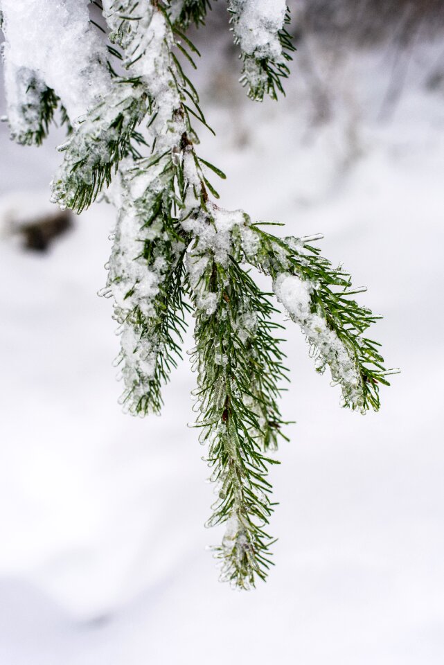 Tree branch nature