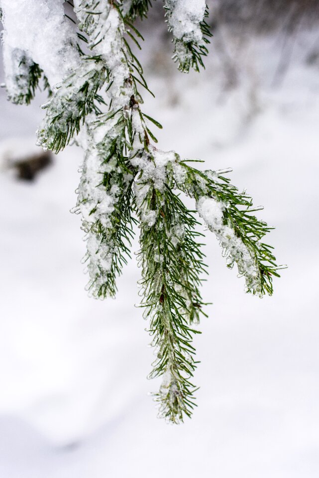 Tree branch nature photo