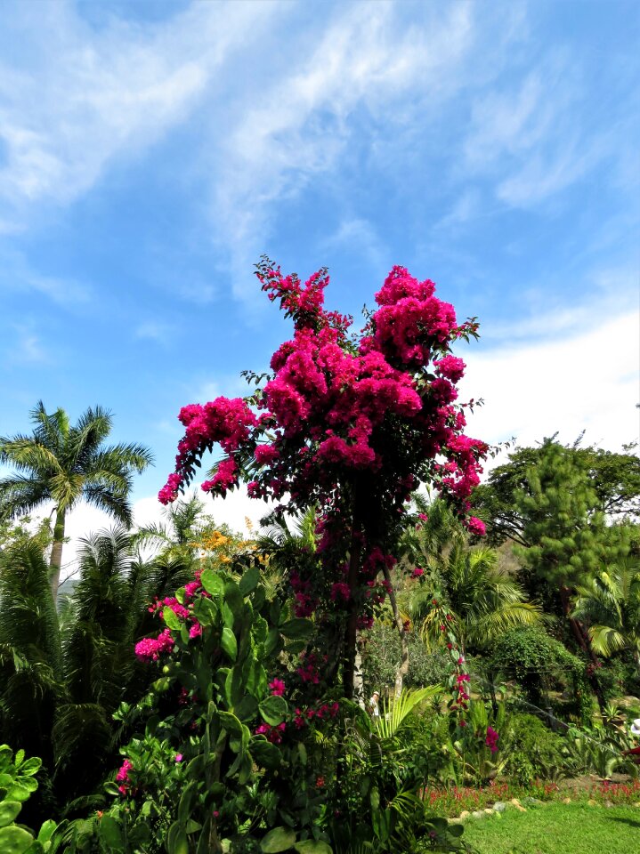 Bogandia flower garden tropical flower