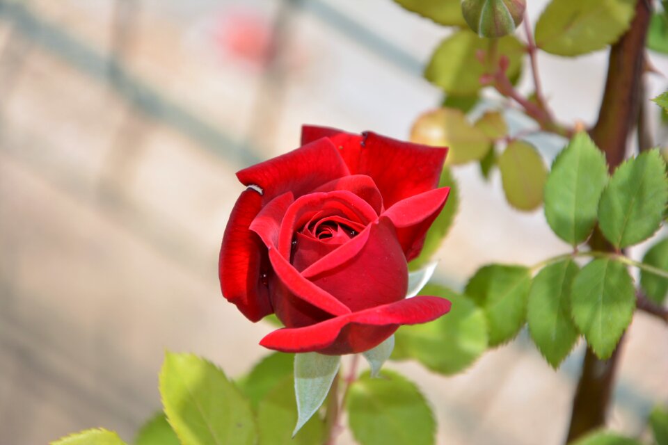 Petals nature garden