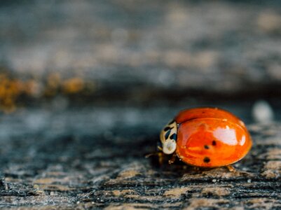 Ladybug ladybird insect photo