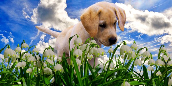 Flower plant blossom