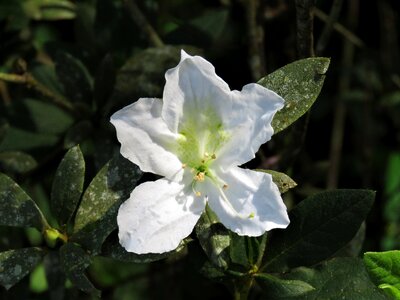 White flower delicate flower tropical flower photo
