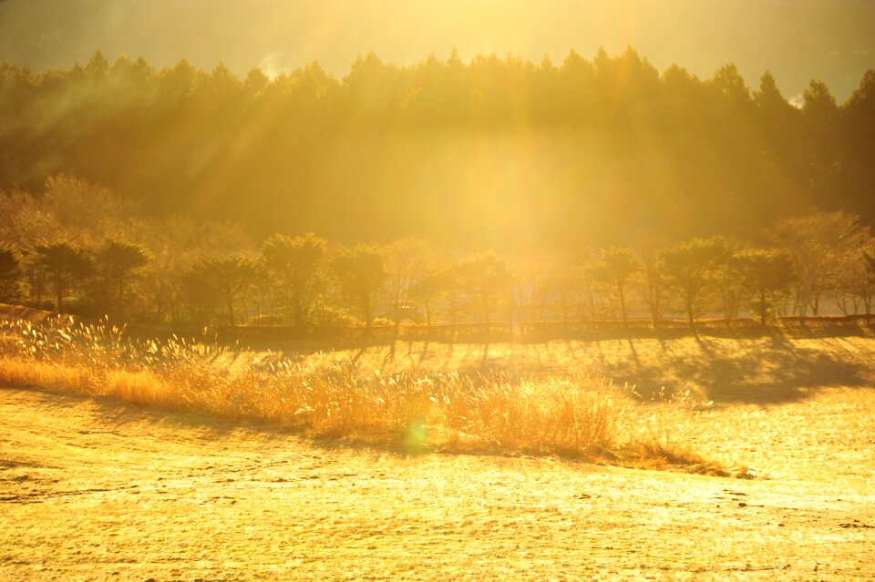 Morning fog ray winter