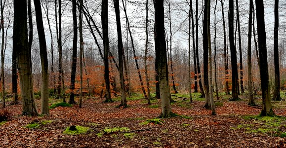 Nature landscape leaf photo