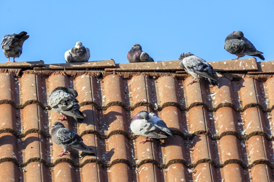 Roof tiles building animals