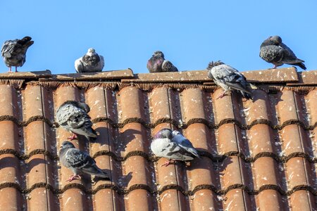 Roof tiles building animals photo