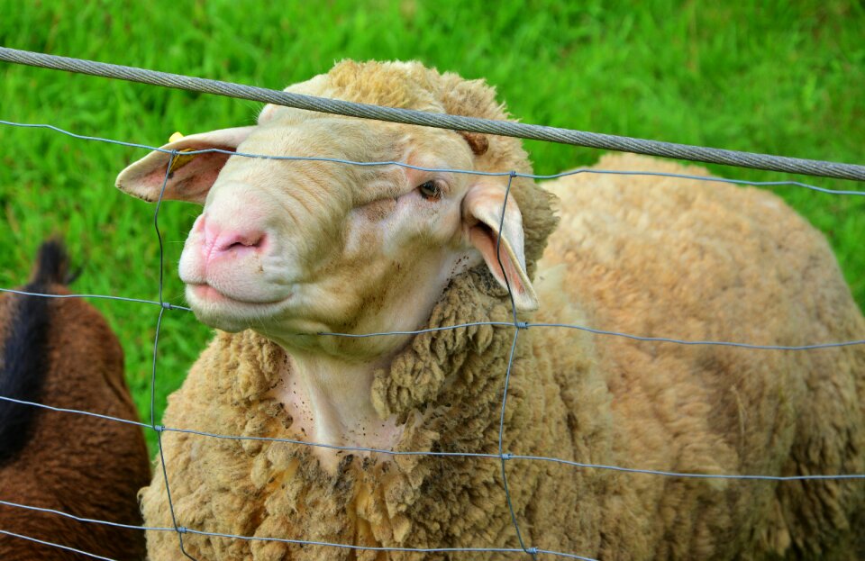 Pasture fence wool animals