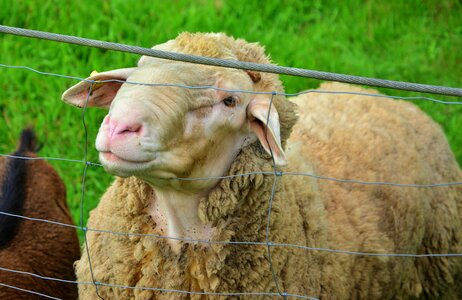 Pasture fence wool animals photo