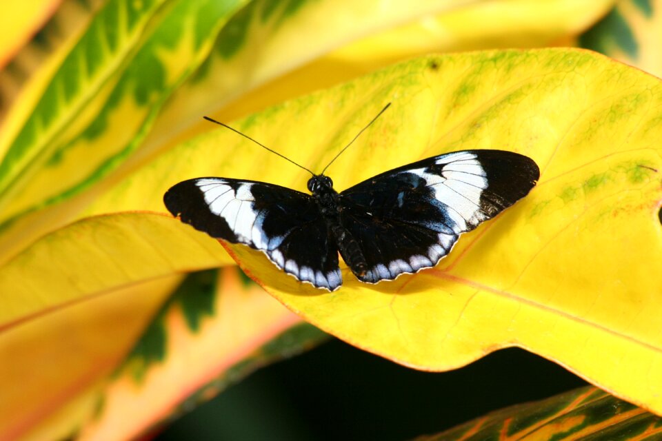 Summer outdoors invertebrate
