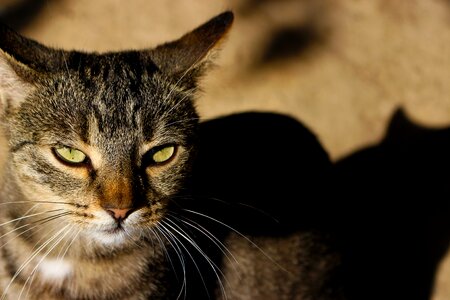 Pet careful green eyes