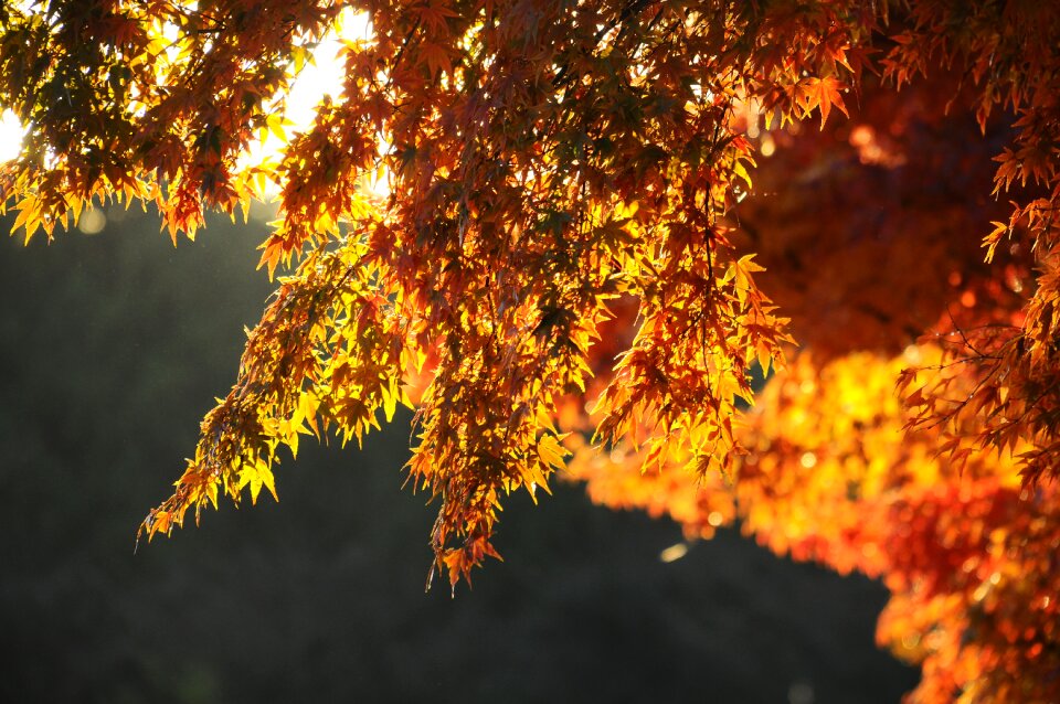 Maple morning autumn