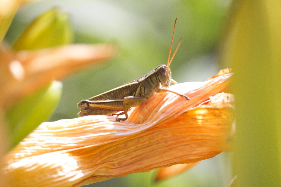 Nature macro grasshopper