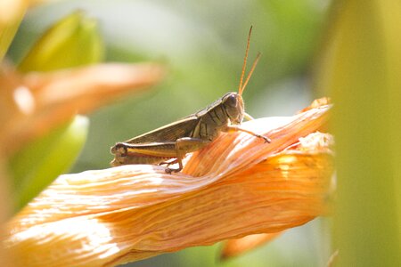 Nature macro grasshopper photo