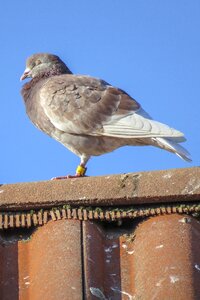 Roof tile building roof