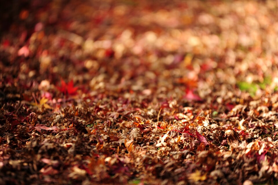 Fallen leaves autumn autumnal leaves