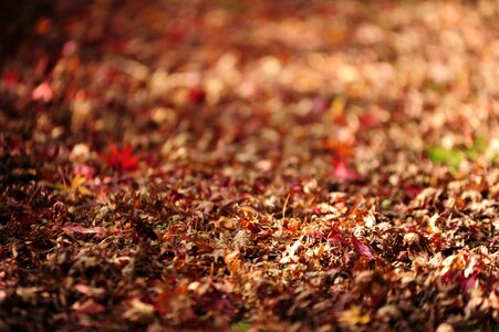 Fallen leaves autumn autumnal leaves photo