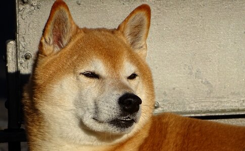 Shiba dog head pet