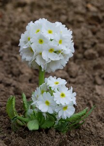No one blooming primula
