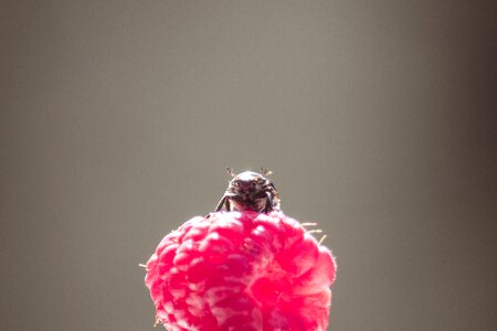 Nature raspberry macro