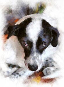 Dog tenderness animals