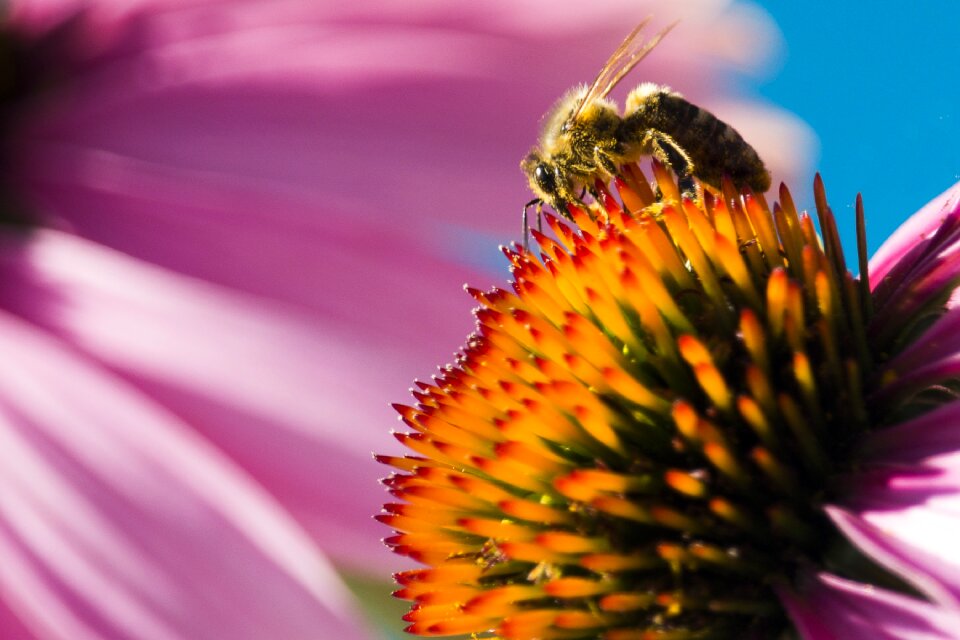 Nature bee macro photo