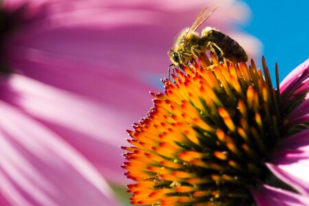Nature bee macro photo