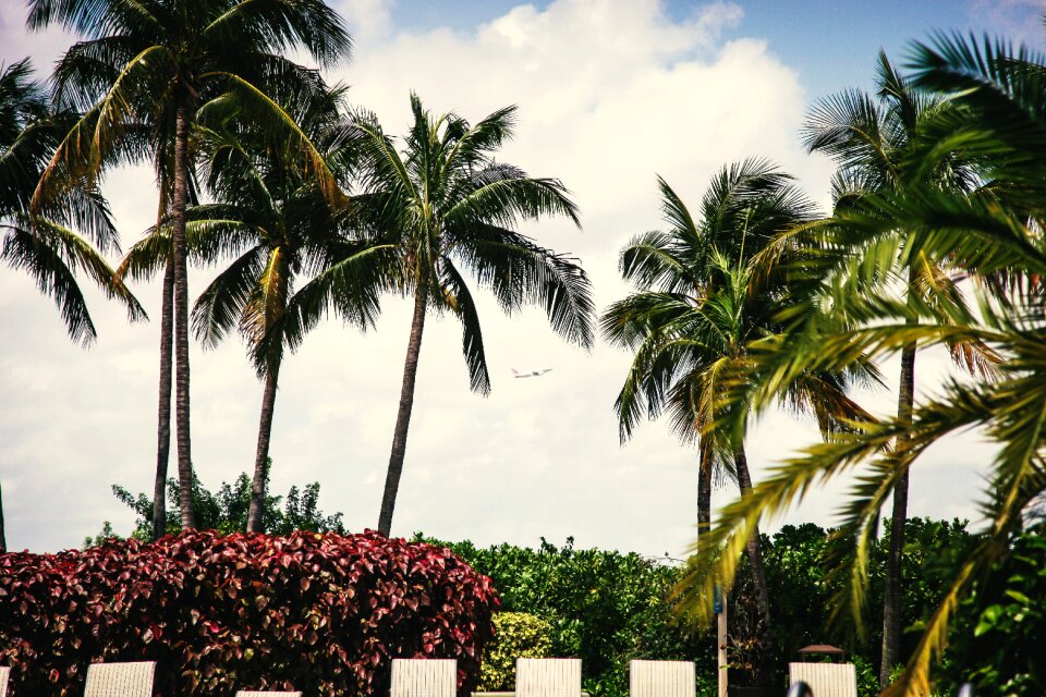 Tropical vacation airplane