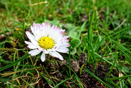 Flower bellis perennis asteraceae