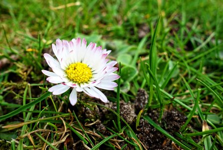 Flower bellis perennis asteraceae photo