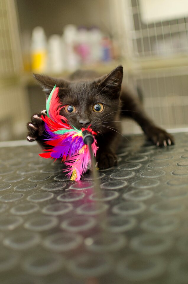 Black cat fun hunting