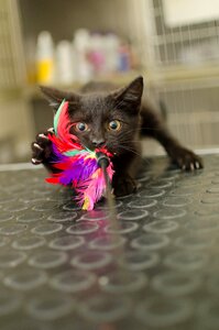 Black cat fun hunting