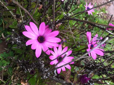 Pink korea pink flowers