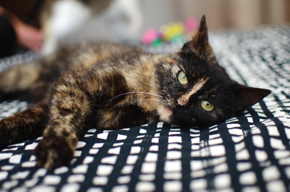 Cat's eyes rest relaxation