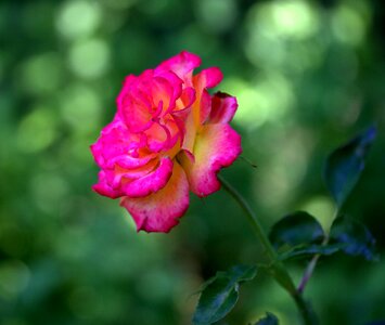 Plant petals beauty