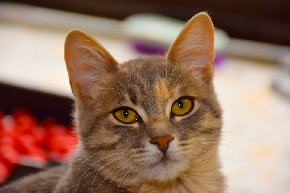 Sadness tenderness animal