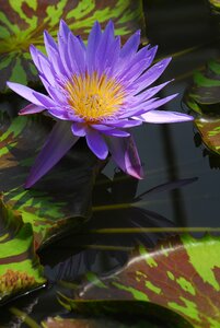 Leaf garden water lily